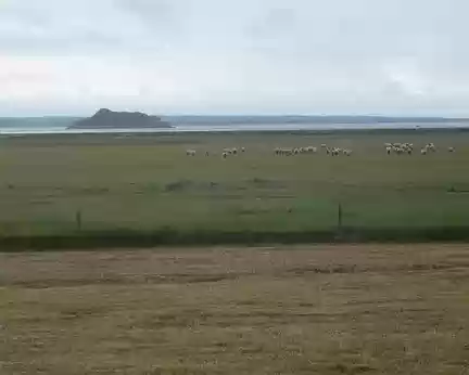 Moutons de pré salé Moutons de pré salé